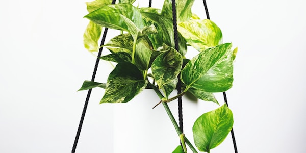 欧洲冠军联赛皇家马德里对阵拜仁慕尼黑足球比赛直播预告